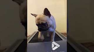 French bulldog on treadmill