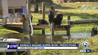 Chimps predict Super Bowl winner at Lion Country Safari