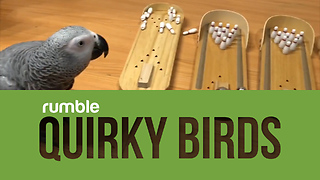This compilation of quirky birds will brighten your day!