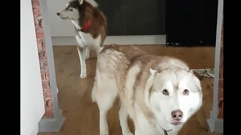Huskys howl in regret after getting caught for ruining tea towels