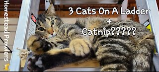 Catnip Tails #Shorts : 3 Cats On a Ladder and What DA Ya Get?