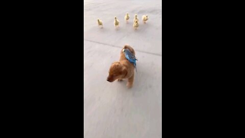 Baby dog, parrot and ducks