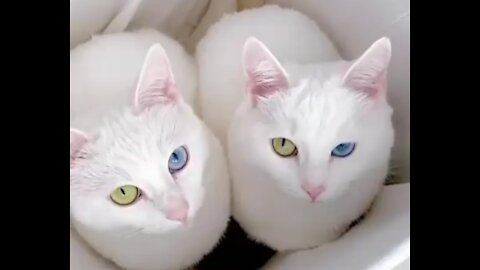 Beautiful cats and eyes color.