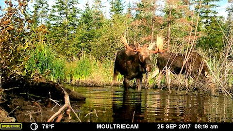 Moose in my pond