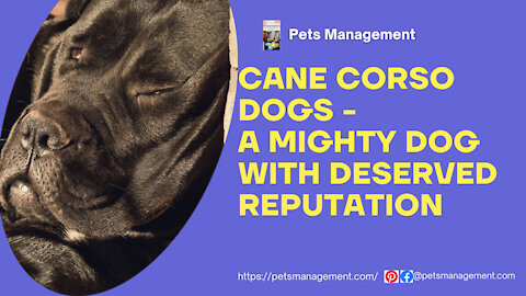 Cane Corso Dogs - A Mighty Dog with Deserved Reputation