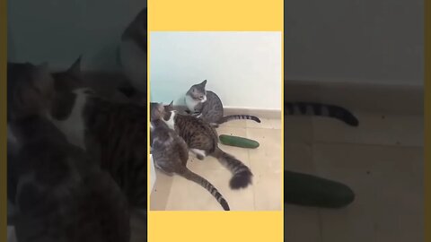 FUNNY CAT VIDEO