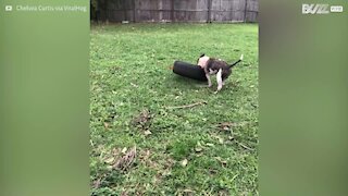 Une chienne tente de s’habituer à son nouveau jouet… un pneu !
