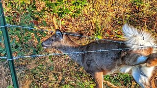 Saving Baby Deer Trapped in Barbed Wire Fence