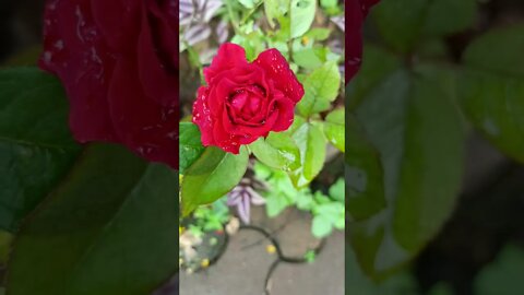 Red Rose