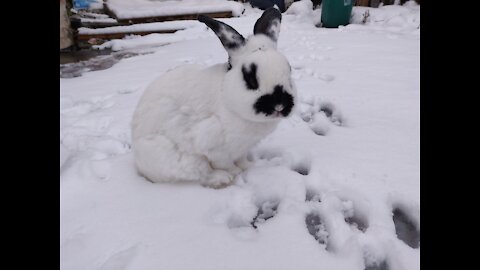 Panda Face Bunny Walking In Snow