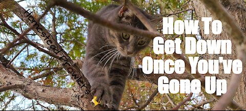 Homestead Cat ~ Floki ~ Master Tree Climber