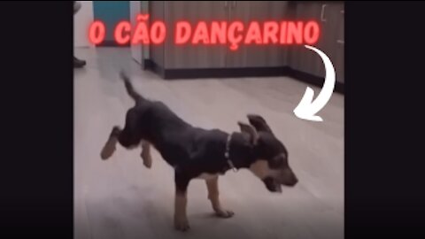 o cachorro pira ao ouvir essa Musica