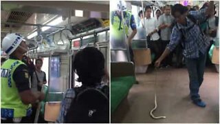 Passageiro corajoso retira cobra de trem na Indonésia