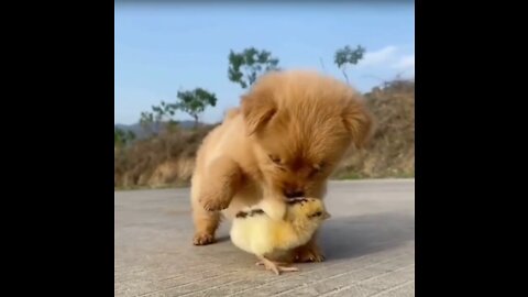Cute puppy and chick。