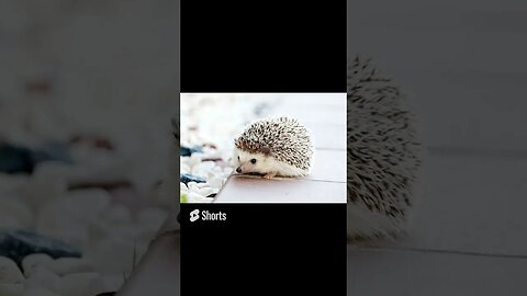 Did you know Who are Hedgehogs friends with #shorts