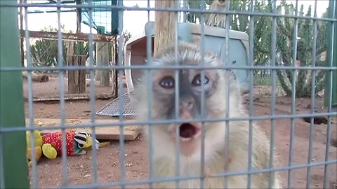 Having a conversation with a baby monkey