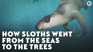 How Sloths Went From the Seas to the Trees