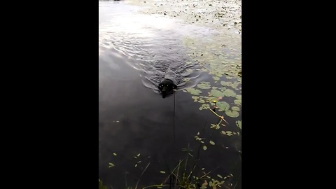 Hero Dog Saves Baby Bird In Lake