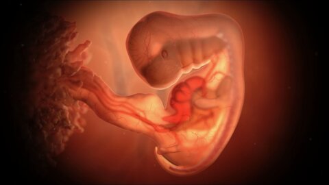 Protecting Babies With Heartbeats From Abortion
