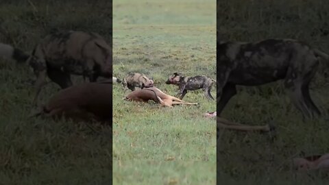 Wild Dogs Steals Food From Jackal / Wildlife at its best