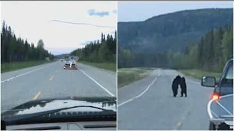 Una lotta tra orsi provoca il blocco della strada