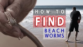 How To FIND Beach Worms!