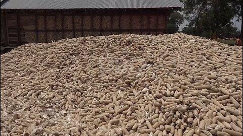 Quality maize production - Stakeholders want government to set up of a grain authority
