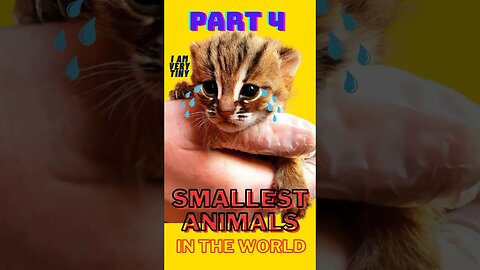Smallest Animals In The World (part 4)