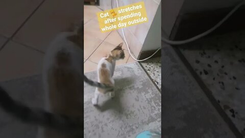 Cat Stretches after spending whole day outside #shorts #funny #cat #catstagram #catvideos #catshorts