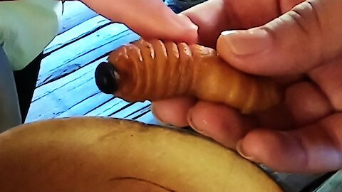 Traditional Amazon village serves tourists giant grubs for snack