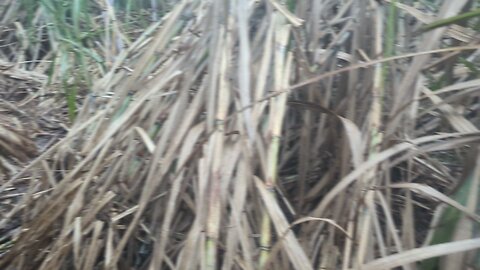 sugar cane damage
