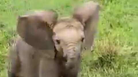 A small elephant is restless