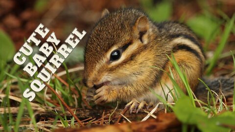 Cute Baby Squirrel Sounds | Squirrel Sound By Kingdom of Awais