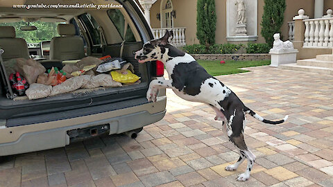 Great Dane Can't Wait To Help With The Groceries