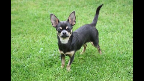 Chihuahua Dog Breed