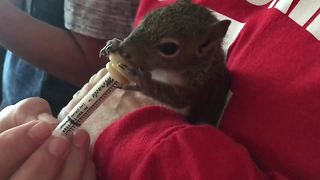 Baby squirrels rehabilitating after Irma | Digital Short