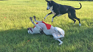 Hilarious Halloween Great Danes Playtime