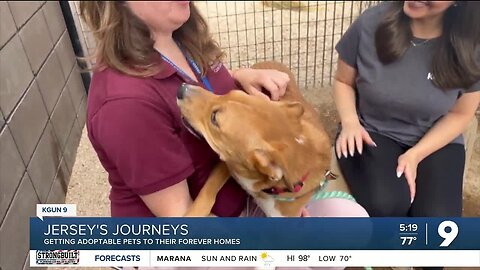 Jersey's Journeys: Pets up for adoption at PACC