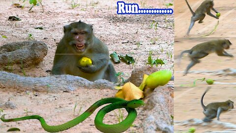 Monkey with snack prank