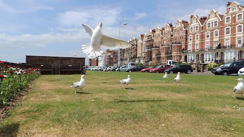 Seagulls In Graceful Flight