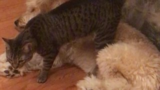 Patient dog puts up with crazy cat's antics