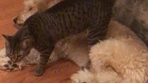 Patient dog puts up with crazy cat's antics