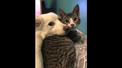 Funny dog and cat 10