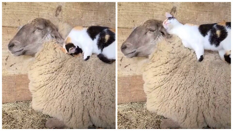 LETS WATCH HOW THIS CAT RELIEVES ITS SHEEP FRIEND'S STRESS.
