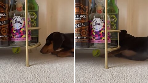 Mini Dachshund adorably struggles to reach his ball