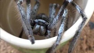Cuidado com as canecas na Austrália… podem ter aranhas!