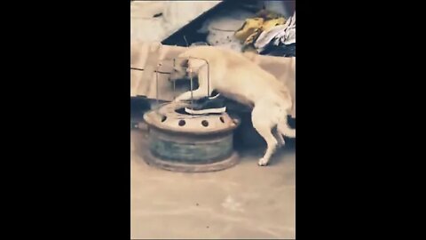 Dog vs chicken fight , animal fight , funny animal fight