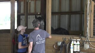 Horse sanctuary in Pleasant Lake is giving them a chance at a second life