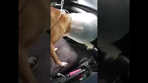 dog emptying in car