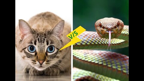 A cute 🐱 vs snake 🐍 funny video | Cat fighting with snake